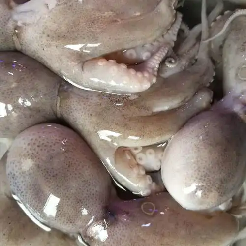 迷你小八爪鱼海鲜鲜活满4顺丰包邮水产特产章鱼鱿鱼活体短足章鱼