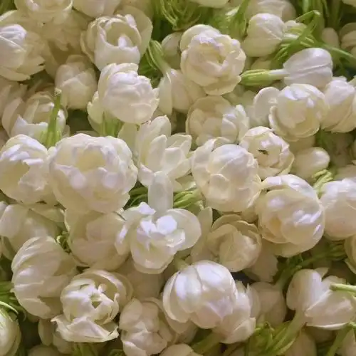 馥园小花茉莉纯露250ml超香shi锁水亮肤促进纯露