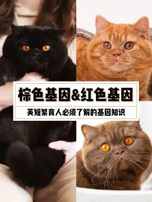 科普英短繁育人必须了解的颜色基因知识