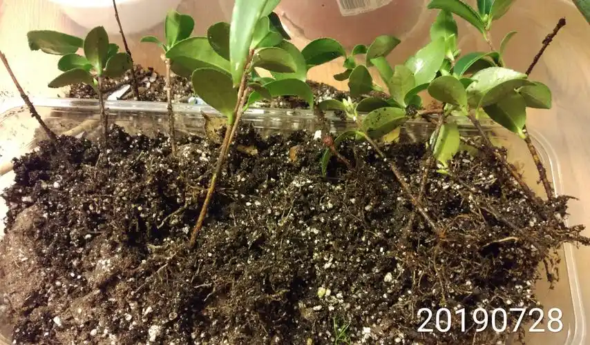 solivia garden--茶花扦插记