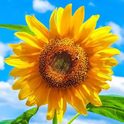 蓝天下的向日葵_微信最吉利的好看头像图片_扣扣居
