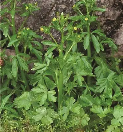 挖来水芹菜实为有毒石龙芮