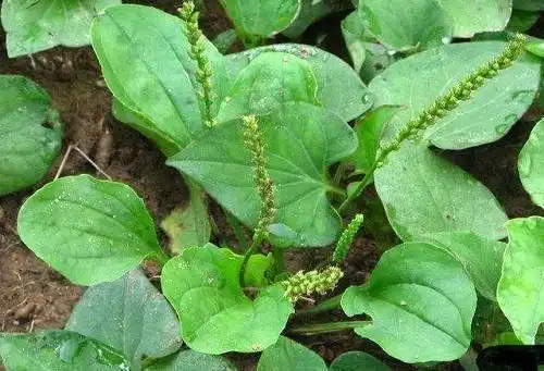 外形不起眼作用却很大,农村常见的"猪耳草",遇到要珍惜