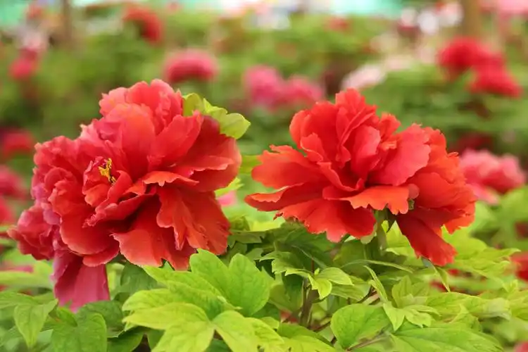 洛阳牡丹甲天下