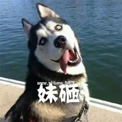 最新哈士奇表情包可爱犯二 哈士奇表情包搞笑大全-西皮资源网