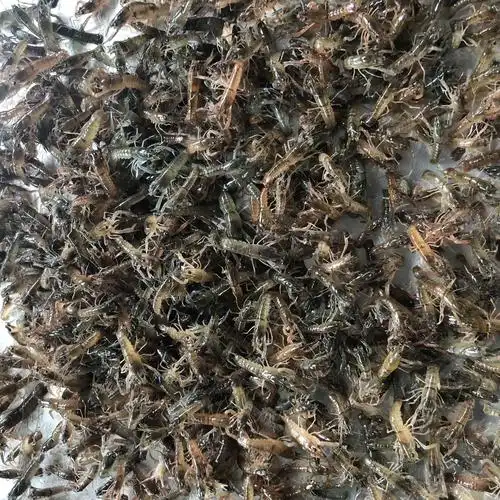 现苗供应澳洲淡水小龙虾苗鲜活虾类蓝色澳虾鱼苗养殖批发