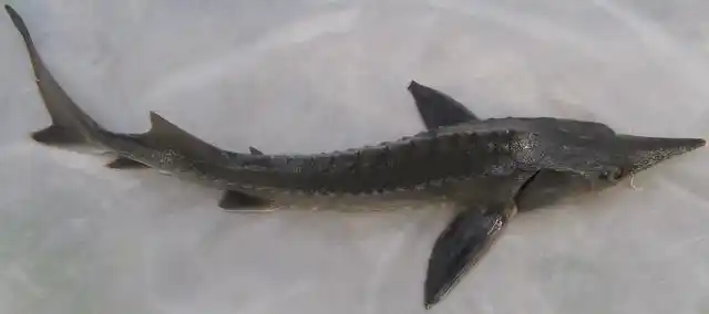 乾隆每年只能吃六条,现成濒危动物,《山海经》里的鱣是啥鱼?