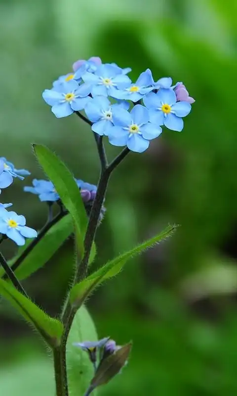 新山东文学社诗人杨春文作品欣赏勿忘我朗诵馨园小主