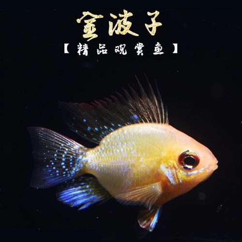 金波子鱼宠物波子皮卡丘热带淡水草缸小型观赏鱼颜色好包圆活体