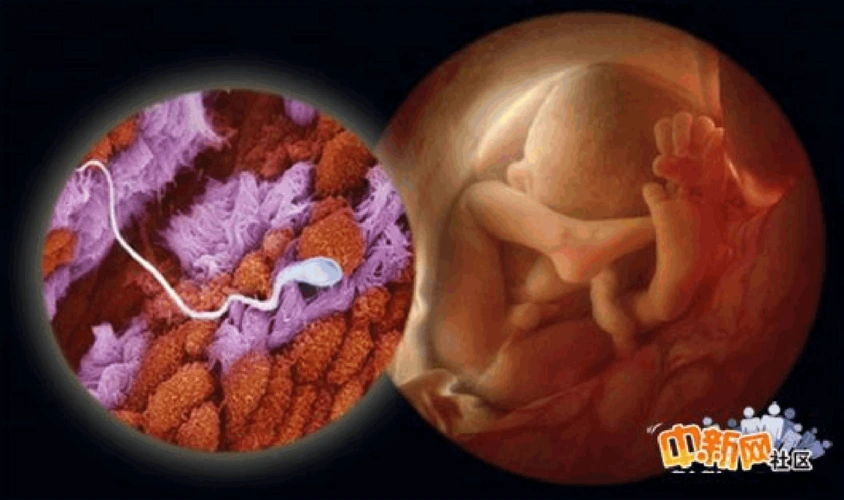 婴儿出生——一个精子发育成婴儿的全过程(目前最全的照片)