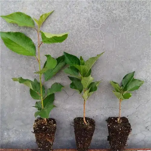 供应美国矮化车厘子苗 品种正优质车厘子苗 甘甜多汁量大从优