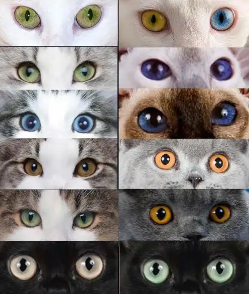 猫咪花色分类及遗传大全 - 知乎