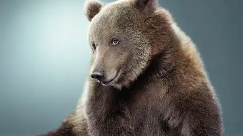 首页 动物与鸟 熊 熊特写 壁纸 熊特写 桌布 - 2560x1440 qhd 当前