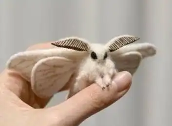 白色 怪异 肉肉的飞蛾 求鉴定_百度知道