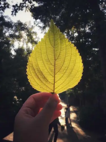 一片树叶 一路乡景