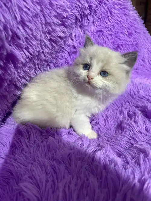 纯种小布偶猫