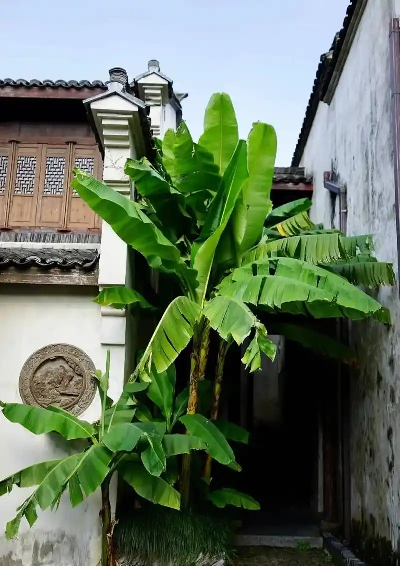 芭蕉树.#钢笔画 #vlog日常 #记录真实生活 #画画 # - 抖音