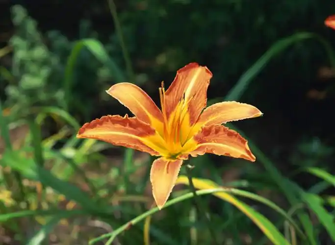 无人,横图,俯视,室外,特写,白天,美景,萱草,叶子,阴影,朦胧,模糊,盛开