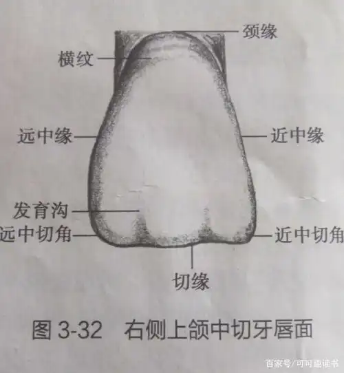 恒牙形态与功能―上颌中切牙