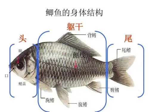 鲫鱼的身体结构 躯干 头 眼 尾 侧线 ↓ ↗ 口 ↓ ↗ 鳃盖