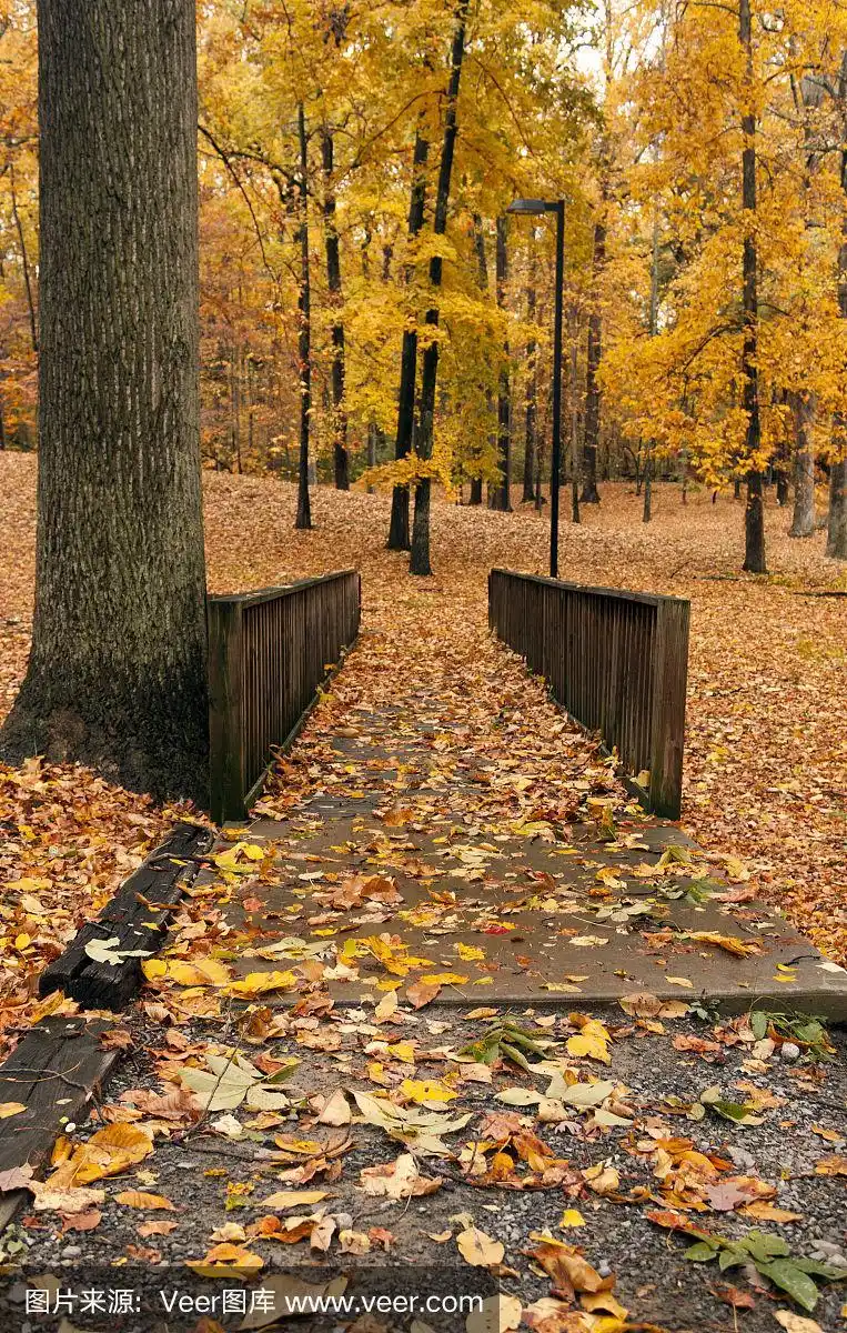 的森林公园的场景