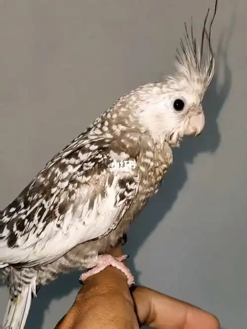 手养白脸珍珠玄凤