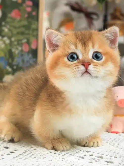 猫舍在广州,佛山有店~有各款金渐层包子脸长短毛弟