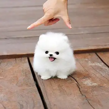 茶杯狗便宜可爱 长不大