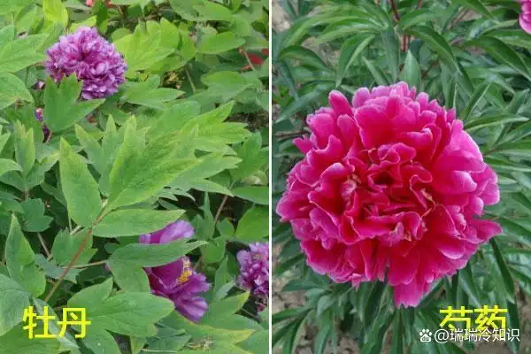 芍药花和牡丹花非常相似,但它们两者区别在哪呢?