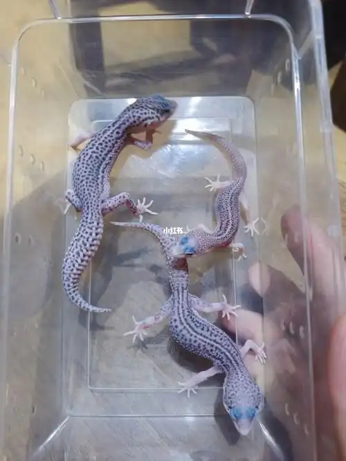 豹纹守宫银河三姐妹