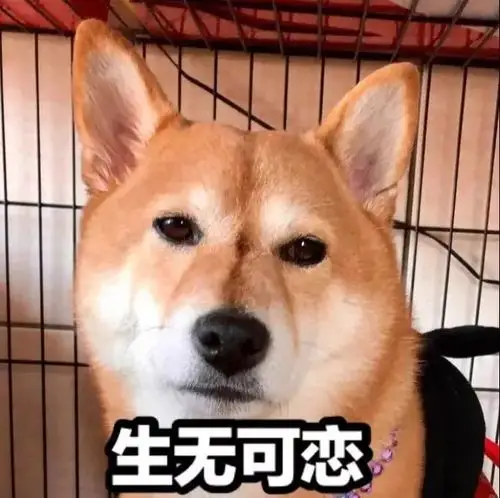 到了玩游戏的点却找不到沙包,狗子急到崩溃:为什么尾巴有点绿?