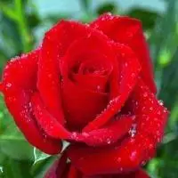 鲜艳的玫瑰花,风景头像图片-回车桌面