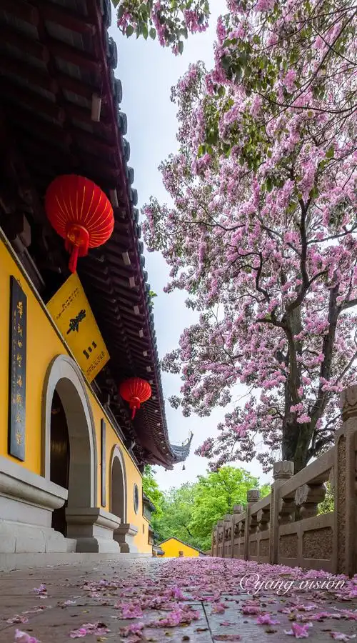 三峰清凉禅寺,古楸树花开