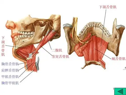 系统解剖 下颌舌骨肌 下 颌 舌 骨 肌 二腹肌 茎突舌骨肌 颏舌骨肌