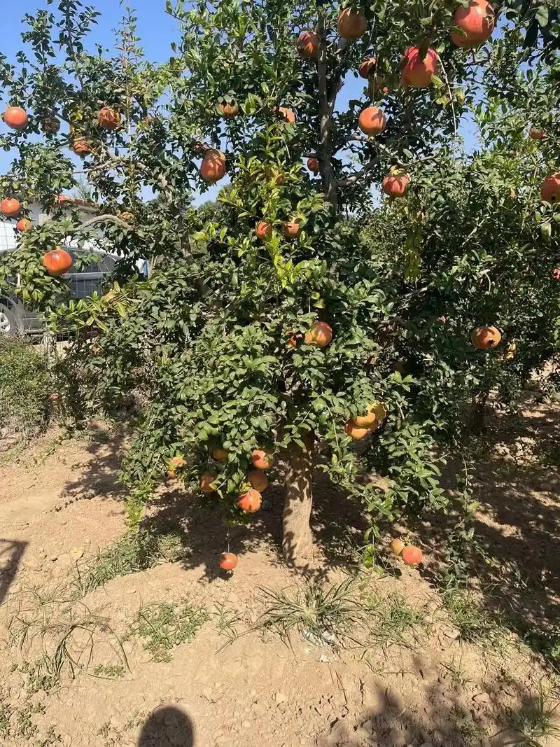 突尼斯软籽石榴大树.家里种石榴树,寓意多子多福,红红火火,这 - 抖音