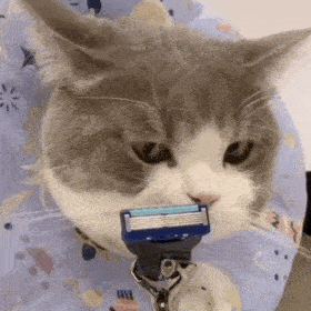 历史回顾网红猫咪土豆表情包八