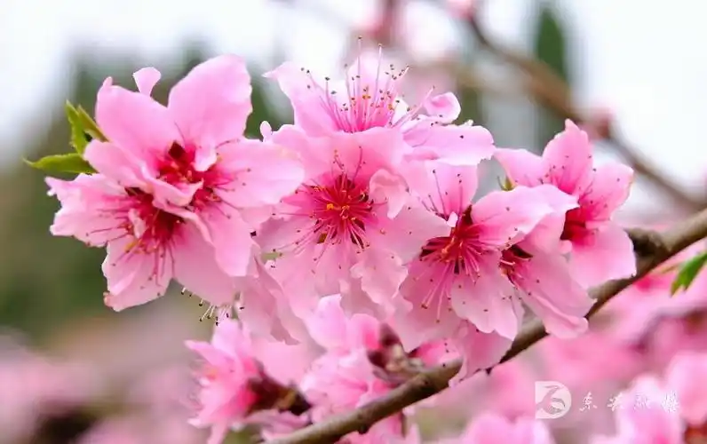 玩转内江美醉了内江这里桃花盛开