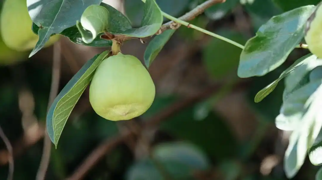 辰山植物园又见夏日清凉食物,薜荔_政务_澎湃新闻-the paper