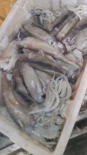 新鲜鱿鱼怎么挑选,新鲜鱿鱼怎么挑选最好