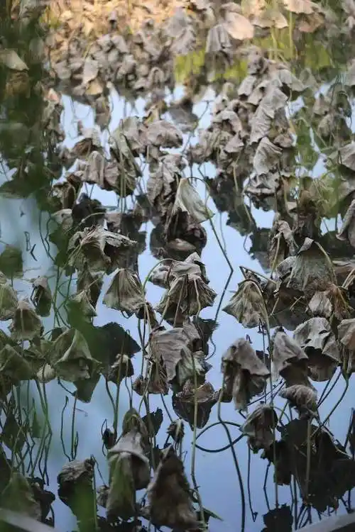 郑州紫荆山公园东湖荷花暴雨后枯黑凋谢