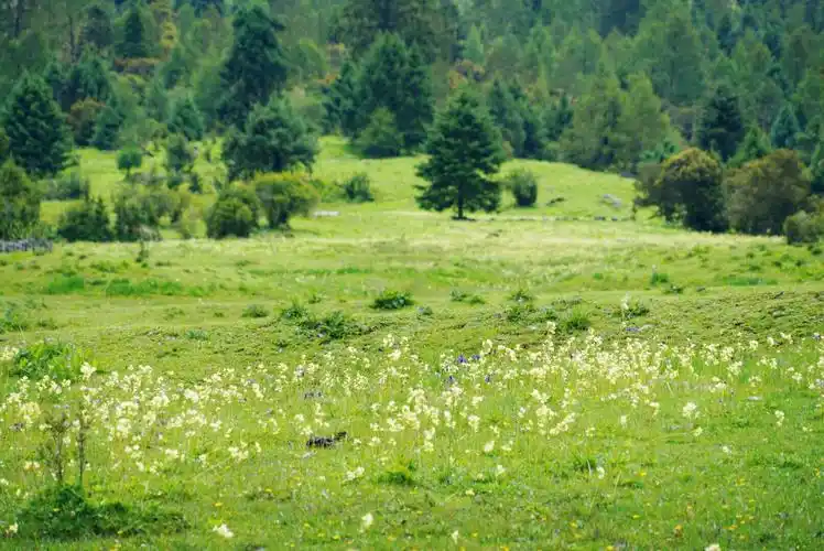 西藏自治区林芝市鲁朗花海牧场