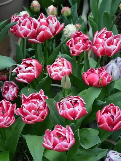 今年绽放最完美的重瓣郁金香