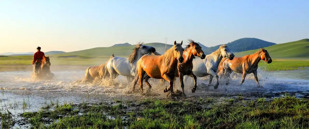 骏马奔驰在草原上