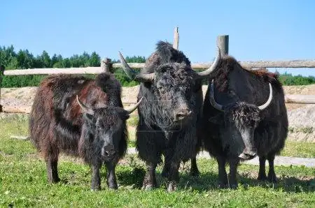 yaks on the farm