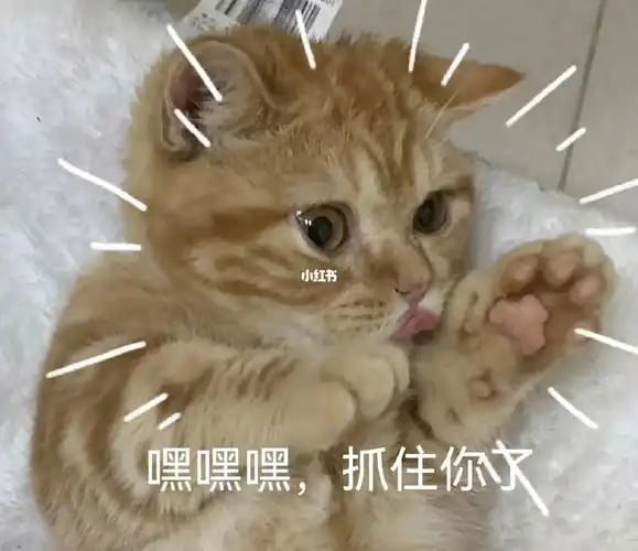 你把手拿开,还要一直可怜巴巴爪子开花看着你#猫咪日常  #可爱表情包
