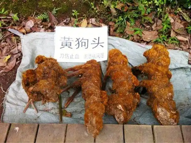 在丹霞山到处都有卖黄狗头的,细问之下原来有这功效