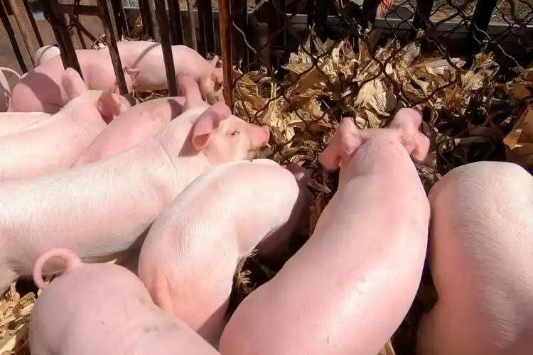 实拍农村卖猪仔400块钱一头小猪仔养大后能赚多少钱