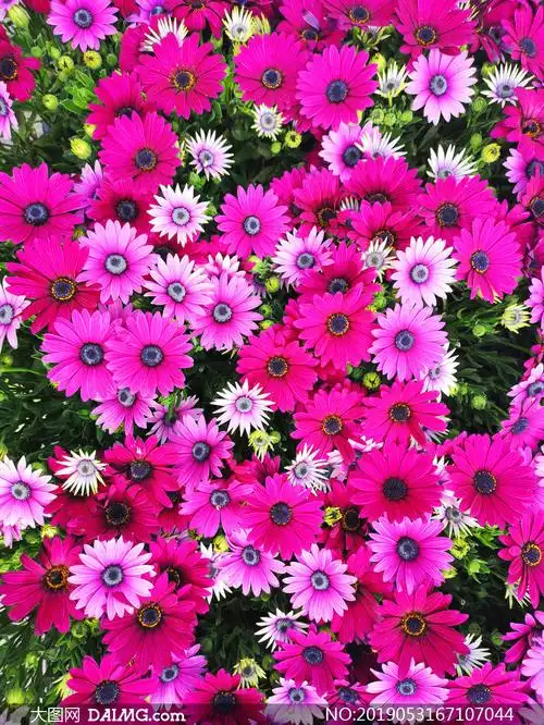 鲜艳菊花与含苞待放的花朵高清图片