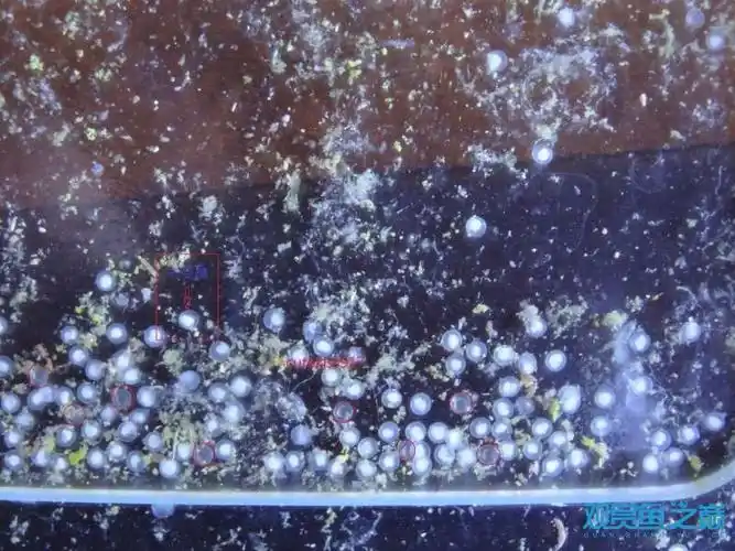 给大家看个新奇的斑马鱼产卵繁殖过程