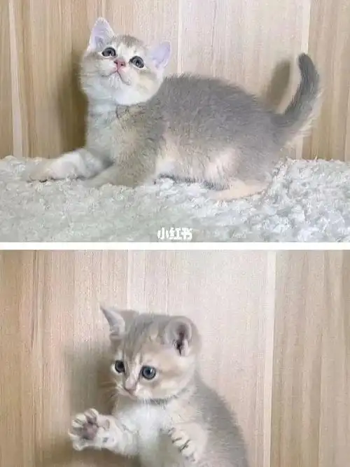 蓝金渐层猫猫700一只很可爱